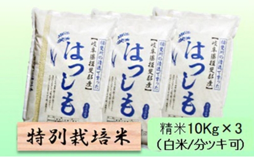 【令和7年産】特別栽培米 30kg【白米､7分ツキ】（ハツシモ）7分ツキ [№5644-7122]