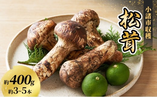 小諸市収穫 松茸 約400g（約3～5本） 野菜 きのこ まつたけ マツタケ 山菜 国産[№5915-1633]