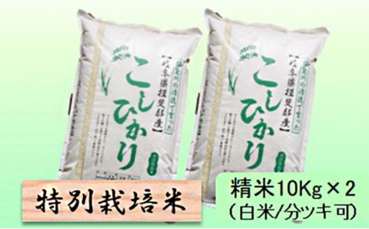 【令和7年産】特別栽培米 20kg【白米､7分ツキ】（コシヒカリ）7分ツキ [№5644-7110]