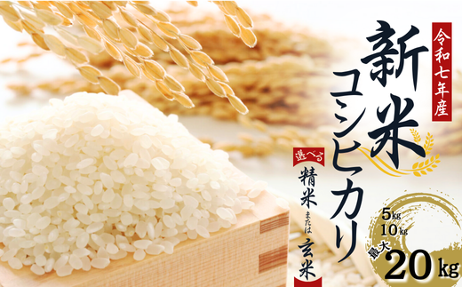 [令和7年産] 水野農園の加須市北川辺産 コシヒカリ 5kg、10kg、20kg [選べる!精米or玄米]|お米 新米 米 令和7年 こしひかり