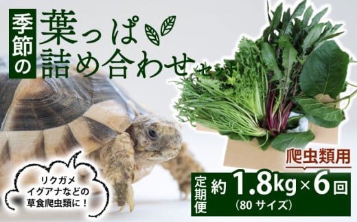 【爬虫類用】【定期便6回】 季節の葉っぱ詰め合わせ セット 約 1.8kg 80サイズ ( 定期便 6カ月 草食 雑食 爬虫類 動物 ペットフード ペット リクガメ カメ イグアナ ごはん ご飯 おやつ 野菜 葉 葉野菜 旬 栄養 安心 新鮮 きよしファーム 南丹市 京都府 京都 )