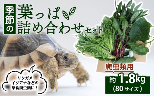【爬虫類用】 季節の葉っぱ詰め合わせ セット 約 1.8kg 80サイズ ( 草食 雑食 爬虫類 ペットフード ペット リクガメ カメ イグアナ 動物 ごはん ご飯 おやつ 野菜 葉 葉野菜 旬 栄養 安心 新鮮 きよしファーム 南丹市 京都府 京都 )