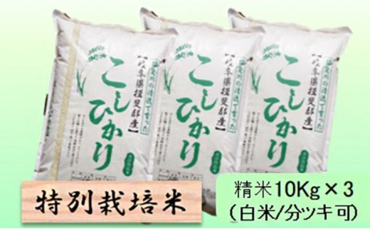 【令和7年産】特別栽培米 30kg【白米､7分ツキ】（コシヒカリ）7分ツキ [№5644-7118]