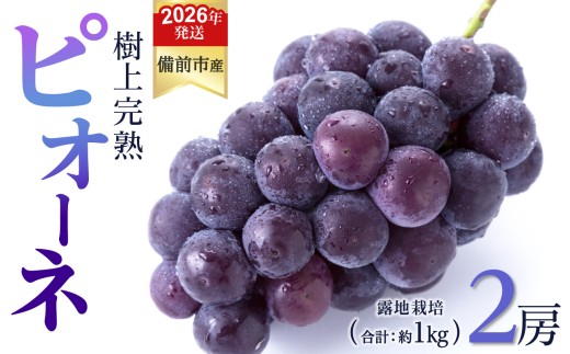 【2026年発送分　先行受付開始！】びぜん葡萄「ピオーネ」（露地栽培）2房入（令和8年8月中旬～9月中旬頃発送）【 岡山県備前市産 ピオーネ 露地栽培 2房 樹上完熟 】 2274861 - 岡山県備前市