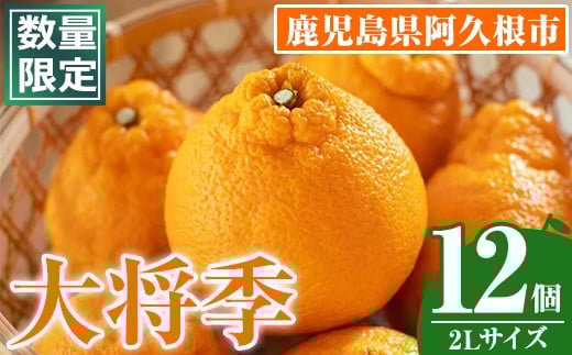 ＜先行予約受付中！2026年1月中旬以降順次発送予定＞数量限定！大将季 (12個・2Lサイズ) 柑橘 フルーツ 果物 国産 みかん 期間限定 不知火 しらぬい シラヌイ ミカン 【株式会社イロドリ】akn069-08