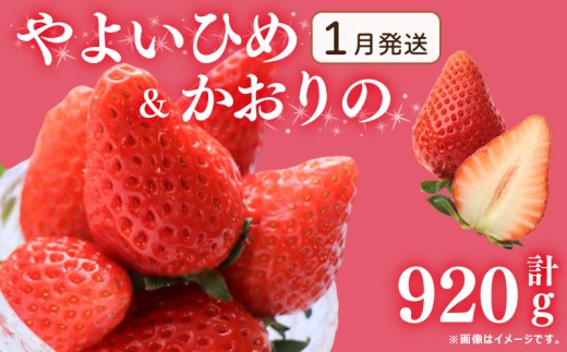 《1月発送》 先行予約 訳あり いちご やよいひめ かおりの 2種セット 920g  苺 ストロベリー 果物 フルーツ ケーキ ゼリー ジュース アイス シャーベット チョコ フルーツサンド いちご大福 大福 洋菓子 和菓子 スイーツ デザート ジャム 不揃い 規格外 家庭用 甘い 人気 おすすめ お取り寄せ グルメ 徳島県 阿波市 Berry Mate Farm 2254007 - 徳島県阿波市