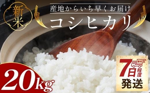 新米 コシヒカリ 20kg - 新米 お米 おこめ 国産 米 精米 ひのひかり ごはん 白米 ご飯 おにぎり おむすび 料理 調理 防災 非常食 備蓄 高知県 香南市 常温 at-0044