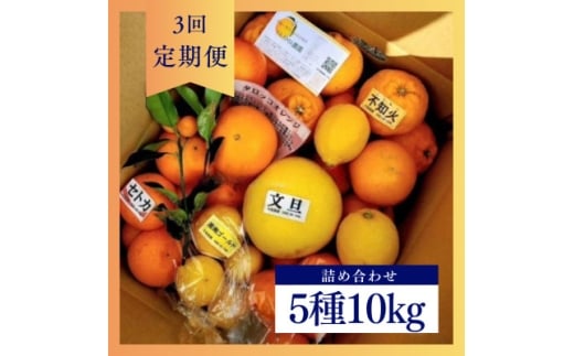 ＜発送月固定定期便＞1～3月季節の柑橘詰め合わせ10kg(3回定期便)毎月違う楽しい柑橘Box全3回【4072436】