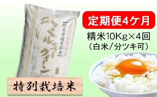 定期便4カ月【令和7年産】特別栽培米10kg（白米/7分/5分ツキ可）【白米】(ミルキークイーン) 米 お米 白米 コメ ご飯 定期 岐阜県 池田町 [№5644-1599]