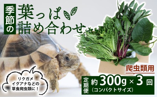 【爬虫類用】【定期便3回】 季節の葉っぱ詰め合わせ セット 約 300g コンパクトサイズ ( 定期便 3カ月 草食 雑食 爬虫類 動物 ペットフード ペット リクガメ カメ イグアナ ごはん ご飯 おやつ 野菜 葉 葉野菜 旬 栄養 安心 新鮮 きよしファーム 南丹市 京都府 京都 )