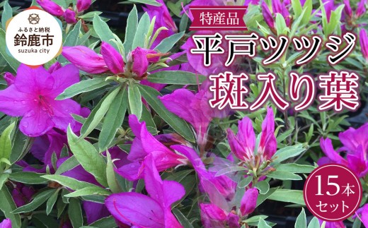 特産品 平戸ツツジ斑入り葉 15本セット 2248930 - 三重県鈴鹿市