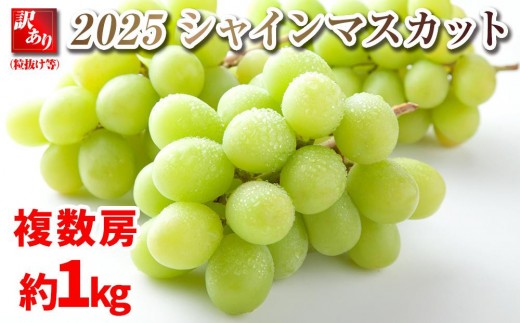 【先行予約】B 2025  シャインマスカット【訳あり粒抜け】 複数房　約1キロ 　長野県産　【10月初旬頃～順次発送予定】　国際特許有機肥料栽培