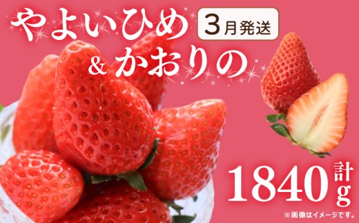 《3月発送》 先行予約  訳あり いちご やよいひめ かおりの 2種 計1840g  苺 ストロベリー 果物 フルーツ ケーキ ゼリー ジュース アイス シャーベット チョコ フルーツサンド いちご大福 大福 洋菓子 和菓子 スイーツ デザート ジャム 不揃い 規格外 家庭用 甘い 人気 おすすめ お取り寄せ グルメ 徳島県 阿波市 Berry Mate Farm