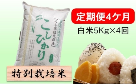 定期便4カ月【令和7年産】特別栽培米5kg【白米】(コシヒカリ) 米 お米 白米 コメ ご飯 定期 岐阜県 池田町 [№5644-1596]