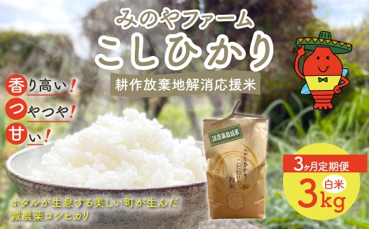 【3ヶ月定期便】令和7年産 新米 こしひかり　3ｋｇ（白米） みのやファームの耕作放棄地解消応援米　 【 コシヒカリ こしひかり おいしいお米 自然栽培 贈り物 ギフト 千葉県 御宿町 人気 おすすめ ランキング 】 ONJF008