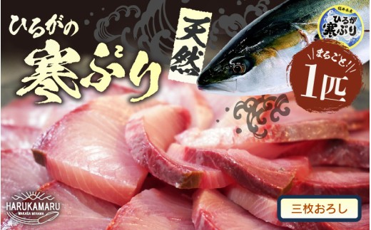 【先行予約】天然 寒ぶり 1本 (約8～9kg) 若狭湾 ひるがの寒ぶり (三枚おろし)【2025年12月中旬以降順次発送予定】【ブランド お歳暮 贈答 ギフト プレゼント 寒ブリ ぶり ブリ 鰤 鮮魚 新鮮 生食 刺身 海鮮丼 ブリしゃぶ 日向 産地直送 冬の味覚 海鮮 冷蔵】 [m36-h003_03]