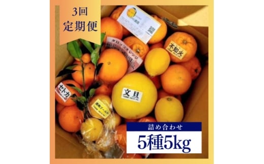 ＜発送月固定定期便＞1～3月の季節の柑橘詰め合わせ5kg(3回定期便)毎月違う楽しい柑橘Box全3回【4072435】