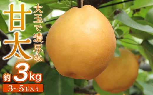 梨「甘太」約3kg（3～5玉入）10月中旬～順次発送【松崎果樹園】