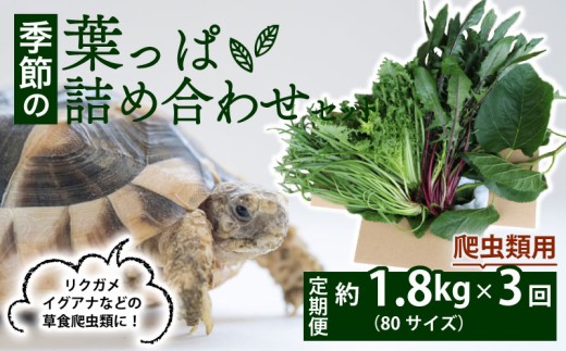 【爬虫類用】【定期便3回】 季節の葉っぱ詰め合わせ セット 約 1.8kg 80サイズ ( 定期便 3カ月 草食 雑食 爬虫類 動物 ペットフード ペット リクガメ カメ イグアナ ごはん ご飯 おやつ 野菜 葉 葉野菜 旬 栄養 安心 新鮮 きよしファーム 南丹市 京都府 京都 )