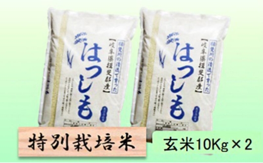 【令和7年産】特別栽培米 20kg【玄米】（ハツシモ） [№5644-1586]