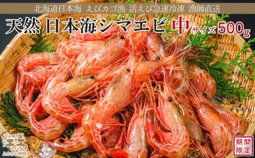 【早期予約・12月中旬以降 順次出荷予定】北海道産 違いが分かる天然日本海シマエビ 中サイズ 500g　色鮮やかで香りよし 濃厚な甘み 食べれば分かる格別の味！　国産　江差近海産　天然もの　エビかご漁師直送　最良品厳選　生食可　お刺身　天ぷら　エビフライ　海老