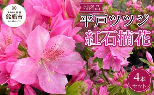 特産品 平戸ツツジ 紅石楠花 4本セット 2248932 - 三重県鈴鹿市