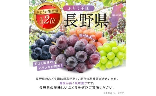 希少品種お楽しみ１房(おまかせ)とシャインマスカット１房の詰合わせ