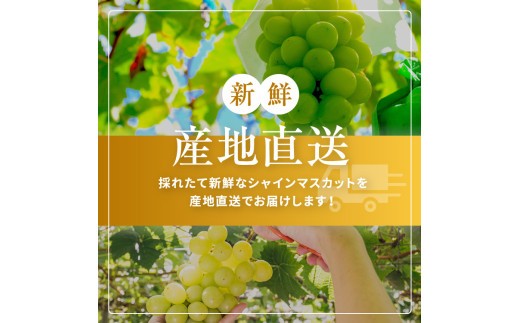有機栽培　塩尻市桔梗ヶ原産シャインマスカット