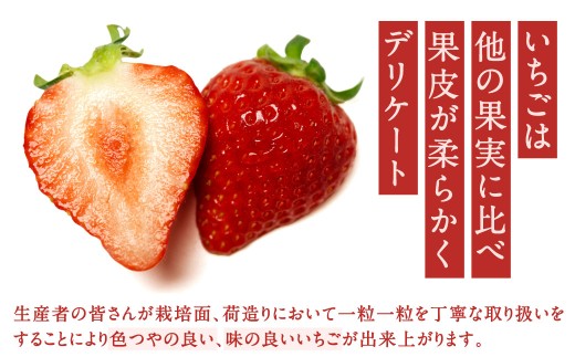 福岡県産特産品 うまもぐ厳選果物 福岡県産 博多あまおう DX上級品 約500g（約250g×2パック入り）