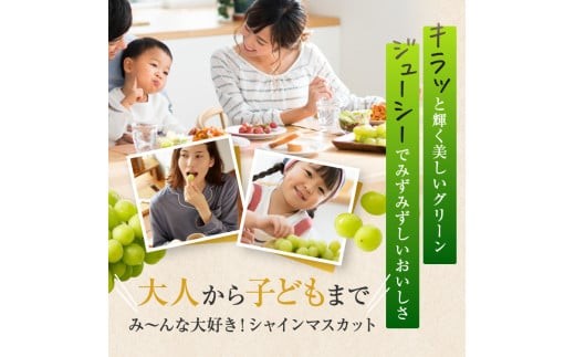有機栽培　塩尻市桔梗ヶ原産シャインマスカット
