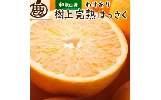 ［先行予約］家庭用 樹上完熟はっさく10kg+250g（傷み補償分）［有田の春みかん・五月八朔・木生りはっさく］［光センサー選別］［訳あり・わけあり］［IKE36］ 765864 - 和歌山県和歌山市