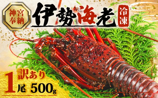 【年内配送・ダンボール入】訳あり 伊勢海老 約500g × 1尾 冷凍 数量限定 期間限定 伊勢海老 伊勢エビ 伊勢 海老 エビ イセエビ 刺身 焼き物 お味噌汁 鍋 ボイル エビフライ アレンジ可 職人厳選 新鮮 海鮮 ギフト 贈答 急速冷凍 三重県 志摩市 2243495 - 三重県志摩市