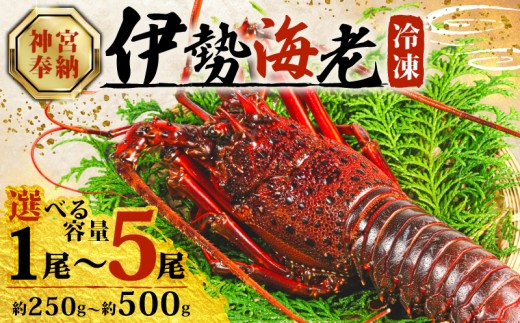 選べる 伊勢海老 250g ~ 500g 冷凍 数量限定 期間限定 伊勢海老 伊勢エビ 伊勢 海老 エビ イセエビ 刺身 焼き物 お味噌汁 鍋 ボイル エビフライ アレンジ可 職人厳選 新鮮 海鮮 ギフト 贈答 急速冷凍 三重県 志摩市