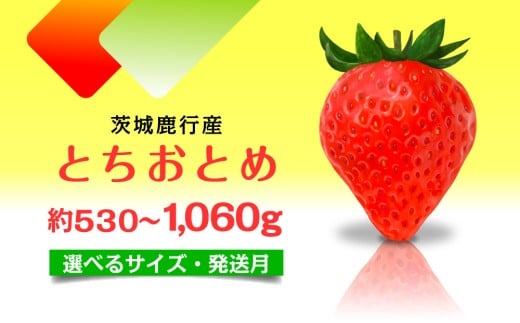 【4月発送】 とちおとめ いちご 茨城県産 530g～1.06kg 【選べるサイズ】【1月～4月発送】 レビューキャンペーン 農家直送 新鮮 苺 イチゴ フルーツ 果物 贈答用 甘い おすすめ 高評価 産地直送 期間限定 送料無料 梅原農園 鉾田市