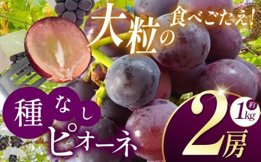 【先行予約】《寄附金額改定しました！》長野県産 絶品！ 種なしピオーネ 2房【9月中旬頃～順次発送予定】| 果物 くだもの フルーツ 葡萄 ぶどう ブドウ ピオーネ 種無し 長野県 塩尻市 1535858 - 長野県塩尻市