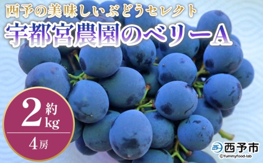 ＜西予の美味しいぶどう セレクトセット／ベリーA 約2kg（宇都宮農園）＞ 果物 くだもの フルーツ ぶどう 葡萄 ブドウ セット 野菜ソムリエ 食べて応援 特産品 産地直送 西予ぶどう倶楽部 愛媛県 西予市【冷蔵】 1453357 - 愛媛県西予市