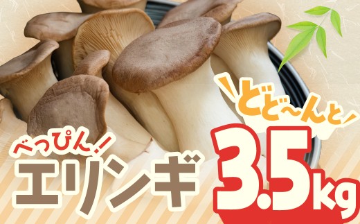 べっぴん エリンギ ！ どどーんと 3.5kg！ | えりんぎ きのこ キノコ 茸 国産 生 三重県 多気町 TN-01