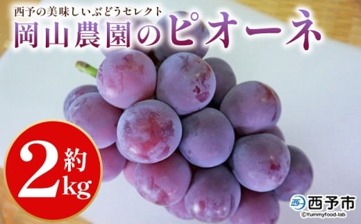 ＜西予の美味しいぶどう セレクトセット／ピオーネ 約2kg（岡山農園）＞ 果物 くだもの フルーツ ぶどう 葡萄 ブドウ セット 野菜ソムリエ 食べて応援 特産品 産地直送 西予ぶどう倶楽部 愛媛県 西予市【冷蔵】