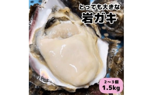 XXLサイズ!天然岩牡蠣/特上1.5kg(2～3コ/殻付き生食用)CAS冷凍カキ 海鮮バーベキューに