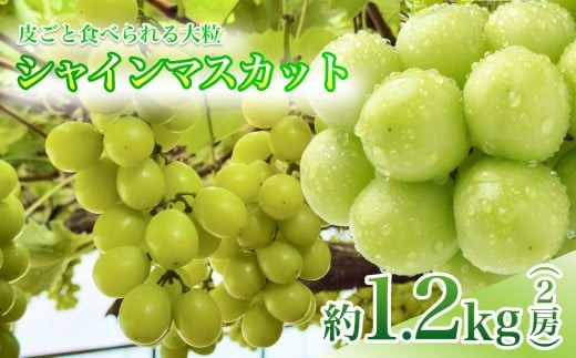 【9月下旬から発送予定】南信州 産 甘い 大粒 シャインマスカット 2房 約 1.2kg 皮ごと 食べられる ぶどう | 長野県 飯田市