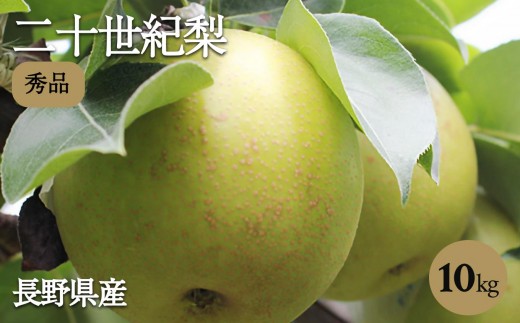 滴る程にジューシーな 梨 長野県産 なし 二十世紀 約10kg 秀品〈2025年9月上旬～9月末発送〉| 果物 くだもの フルーツ なし 梨 二十世紀 長野県 信州 南信州 飯田市 2181661 - 長野県飯田市