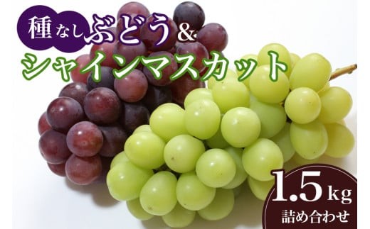 【 2025年 先行予約 】 シャインマスカット と 種なし ぶどう 1.5kg 石田ぶどう園 ぶどう 詰合せ ブドウ 国産 果物 葡萄 フルーツ 1.5キロ 9月 10月 発送 秋 旬 品種 茨城県産 産地直送 産直 農家直送 冷蔵 茨城県 石岡市 (A02-017)