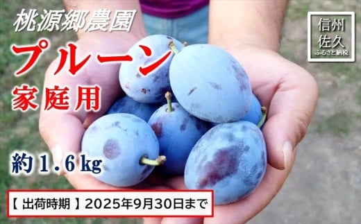 【期間限定】桃源郷のプルーン　家庭用　約1.6kg　（2025年9月30日まで出荷／北海道・沖縄・離島は配送不可）　フルーツ　産地直送　旬　信州　長野　佐久市　旬彩　品種指定なし