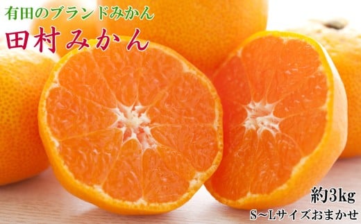 【ブランドみかん】田村みかん約3kg(S.M.Lサイズおまかせ・秀品)※2025年11下旬～2025年12月下旬頃に順次発送 / みかん 果物 柑橘 有田みかん ミカン オレンジ 和歌山【tecj1034】