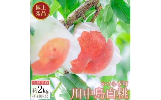 先行予約！［モモ］川中島白桃　約2kg 6～8個入［2026年7月末頃から順次発送］［秀品］こだわり農家厳選 ［KG13］ 1467064 - 和歌山県印南町