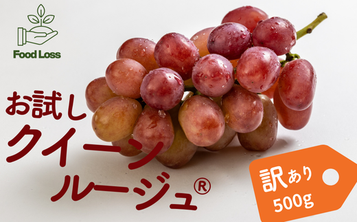 TK20-25A ぶどう クインルージュ®家庭用 500g以上 ／2025年9月中旬～配送予定 // 稀少 新品種 長野県 南信州 松川町産 高糖度 葡萄 クインルージュ® 甘い 種なし 皮ごと