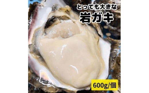 XXL・天然岩牡蠣600g(1個・殻付き・生食用岩ガキの特上品)CAS冷凍カキ 海鮮バーベキューに