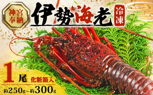 [年内配送・化粧箱入] 伊勢海老 約250g~300g × 1尾 冷凍 数量限定 期間限定 伊勢海老 伊勢エビ 伊勢 海老 エビ イセエビ 刺身 焼き物 お味噌汁 鍋 ボイル エビフライ アレンジ可 職人厳選 新鮮 海鮮 ギフト 贈答 急速冷凍 三重県 志摩市