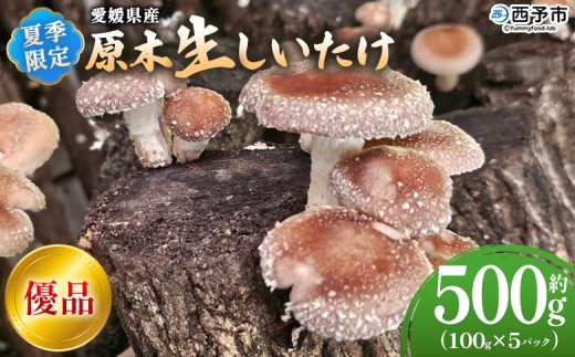 ＜夏季限定 原木生しいたけ（優品） 100g×5パック＞ 合計500g 数量限定 期間限定 夏採れ 原木生椎茸 しいたけ シイタケ きのこ 優品 バーベキュー BBQ 料理 国産 愛媛県産 横林自治振興協議会 愛媛県 西予市【冷蔵】『2025年5月～10月に順次出荷予定』
