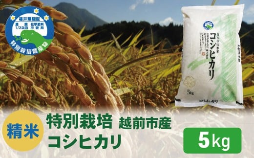 先行予約【令和7年度 新米・精米】特別栽培 越前市産コシヒカリ 5kg 2259756 - 福井県越前市